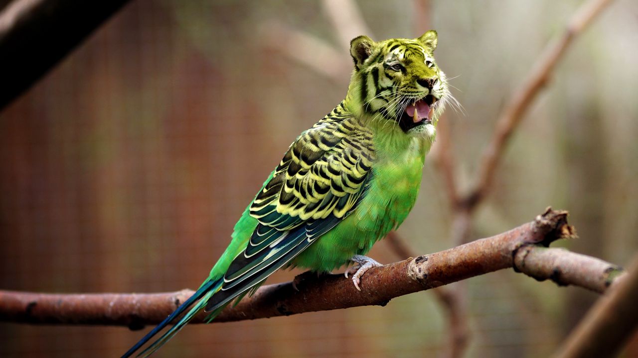 Обои тигр, волнистый попугайчик, фотошоп
