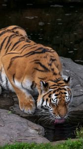 Превью обои тигр, высунутый язык, большая кошка