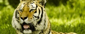Превью обои тигр, высунутый язык, большая кошка, хищник