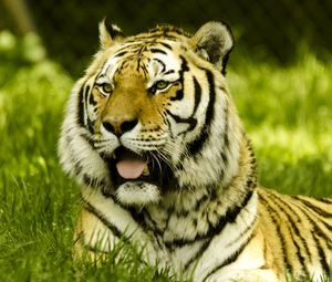 Превью обои тигр, высунутый язык, большая кошка, хищник