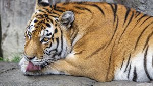 Превью обои тигр, высунутый язык, большая кошка, хищник, дикая природа