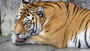 Превью обои тигр, высунутый язык, большая кошка, хищник, дикая природа