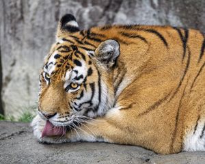 Превью обои тигр, высунутый язык, большая кошка, хищник, дикая природа