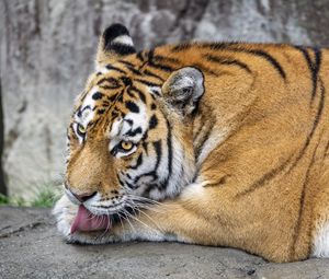 Превью обои тигр, высунутый язык, большая кошка, хищник, дикая природа