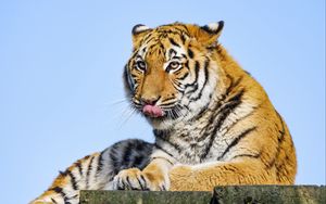 Превью обои тигр, высунутый язык, большая кошка, хищник, камень
