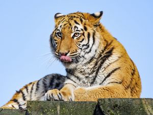 Превью обои тигр, высунутый язык, большая кошка, хищник, камень