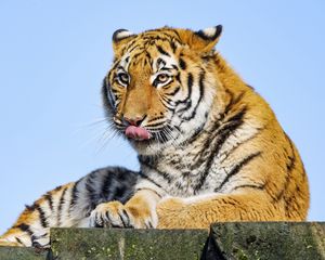 Превью обои тигр, высунутый язык, большая кошка, хищник, камень