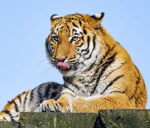 Превью обои тигр, высунутый язык, большая кошка, хищник, камень