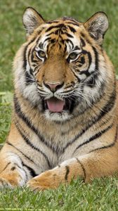 Превью обои тигр, высунутый язык, хищник, забавный