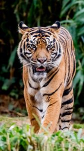 Превью обои тигр, высунутый язык, хищник, большая кошка, животное, листья