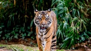 Превью обои тигр, высунутый язык, хищник, большая кошка, животное, листья