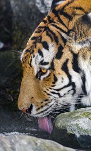 Превью обои тигр, высунутый язык, хищник, большая кошка, животное, ручей, камни
