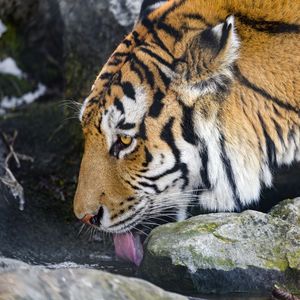 Превью обои тигр, высунутый язык, хищник, большая кошка, животное, ручей, камни