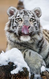 Превью обои тигр, высунутый язык, хищник, большая кошка, лапа, снег