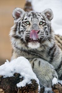 Превью обои тигр, высунутый язык, хищник, большая кошка, лапа, снег