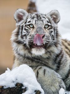 Превью обои тигр, высунутый язык, хищник, большая кошка, лапа, снег