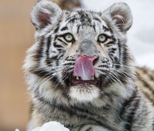 Превью обои тигр, высунутый язык, хищник, большая кошка, лапа, снег