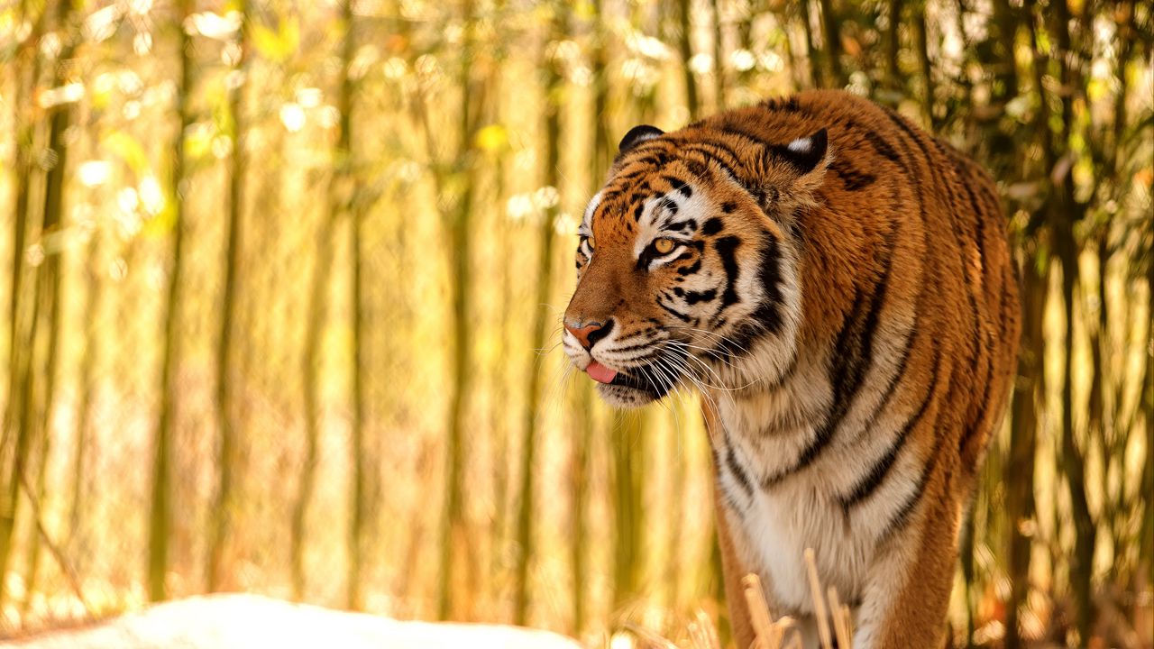 Обои тигр, высунутый язык, хищник, большая кошка, размытие