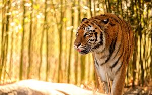 Превью обои тигр, высунутый язык, хищник, большая кошка, размытие