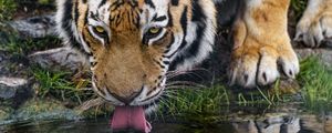 Превью обои тигр, высунутый язык, хищник, большая кошка, дикий