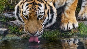 Превью обои тигр, высунутый язык, хищник, большая кошка, дикий
