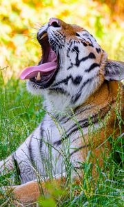 Превью обои тигр, высунутый язык, хищник, большая кошка, трава