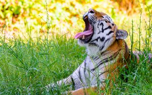 Превью обои тигр, высунутый язык, хищник, большая кошка, трава