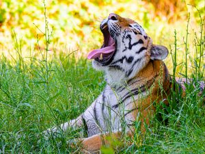 Превью обои тигр, высунутый язык, хищник, большая кошка, трава