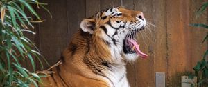 Превью обои тигр, высунутый язык, оскал, большая кошка, животное, камень