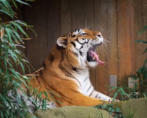 Превью обои тигр, высунутый язык, оскал, большая кошка, животное, камень