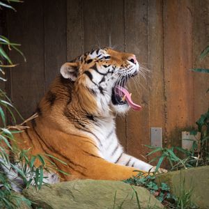 Превью обои тигр, высунутый язык, оскал, большая кошка, животное, камень