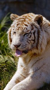 Превью обои тигр, высунутый язык, трава, лежать, хищник, большая кошка