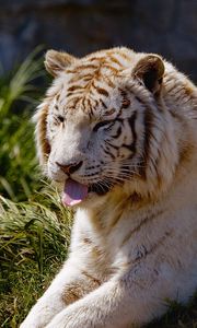 Превью обои тигр, высунутый язык, трава, лежать, хищник, большая кошка