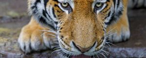 Превью обои тигр, высунутый язык, вода, хищник, большая кошка