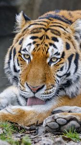 Превью обои тигр, высунутый язык, животное, большая кошка, дикий