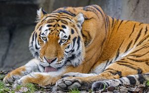 Превью обои тигр, высунутый язык, животное, большая кошка, дикий