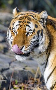 Превью обои тигр, высунутый язык, животное, хищник, коричневый