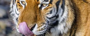 Превью обои тигр, высунутый язык, животное, хищник, коричневый
