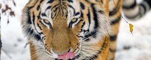 Превью обои тигр, высунутый язык, животное, большая кошка, дикая природа
