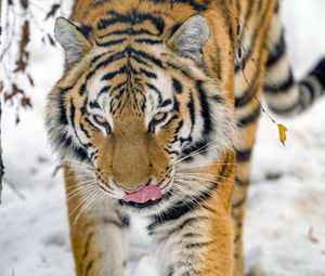 Превью обои тигр, высунутый язык, животное, большая кошка, дикая природа