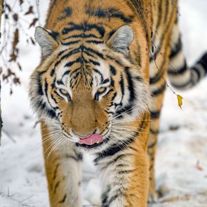 Превью обои тигр, высунутый язык, животное, большая кошка, дикая природа