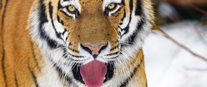 Превью обои тигр, высунутый язык, животное, большая кошка, хищник, дикий
