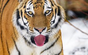 Превью обои тигр, высунутый язык, животное, большая кошка, хищник, дикий