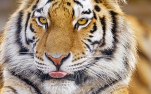 Превью обои тигр, высунутый язык, животное, большая кошка