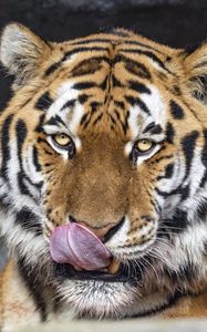 Превью обои тигр, высунутый язык, животное, большая кошка, дикий, морда