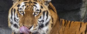 Превью обои тигр, высунутый язык, животное, большая кошка, дикий, морда