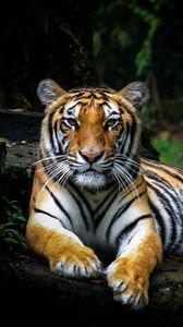 Превью обои тигр, взгляд, большая кошка, хищник, дикая природа