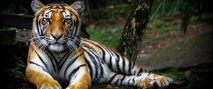 Превью обои тигр, взгляд, большая кошка, хищник, дикая природа