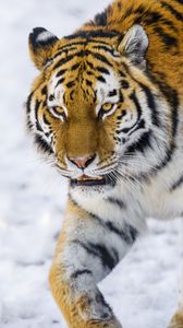 Превью обои тигр, взгляд, большая кошка, дикая природа, животное