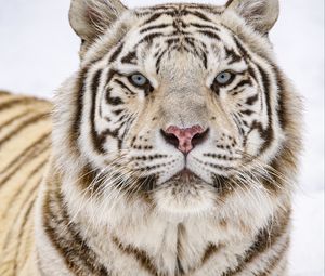 Превью обои тигр, взгляд, дикая природа, большая кошка, животное, белый